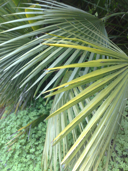 Palmes sur la côte-d'Azur.